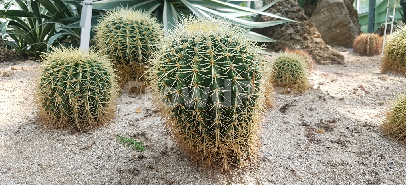 선인장,식물,사막,가시,cactus,자연,온실,화목원,꽃,plant,plants,flower,flowers,nature,나무,green,tree,식물,자연,plants,nature