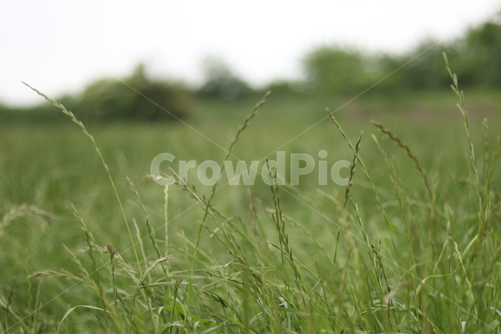풀,잡초,초록,봄,흐림,식물,자연,plants,nature