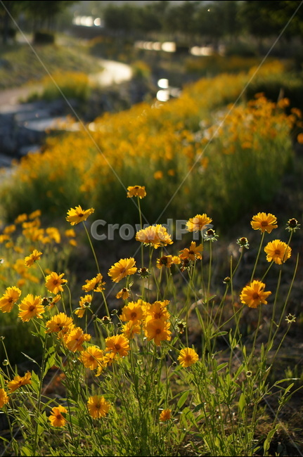 금계국,꽃,노랑,햇살,빛,오후,식물,자연,plants,nature,꽃,flower