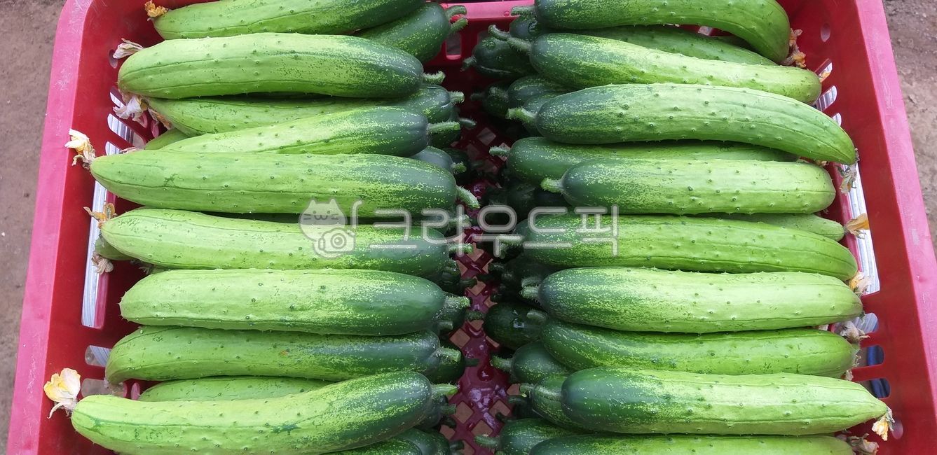 오이냉국,오이무침,오이,오이장아치,오이피클