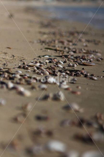 바다,조개껍데기,해변,모래사장,해수욕장,해변,바다,beach,sea