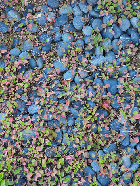 자갈,색감,배경,패턴,화단,공원,pattern,식물,plant,돌,texture,백그라운드,background