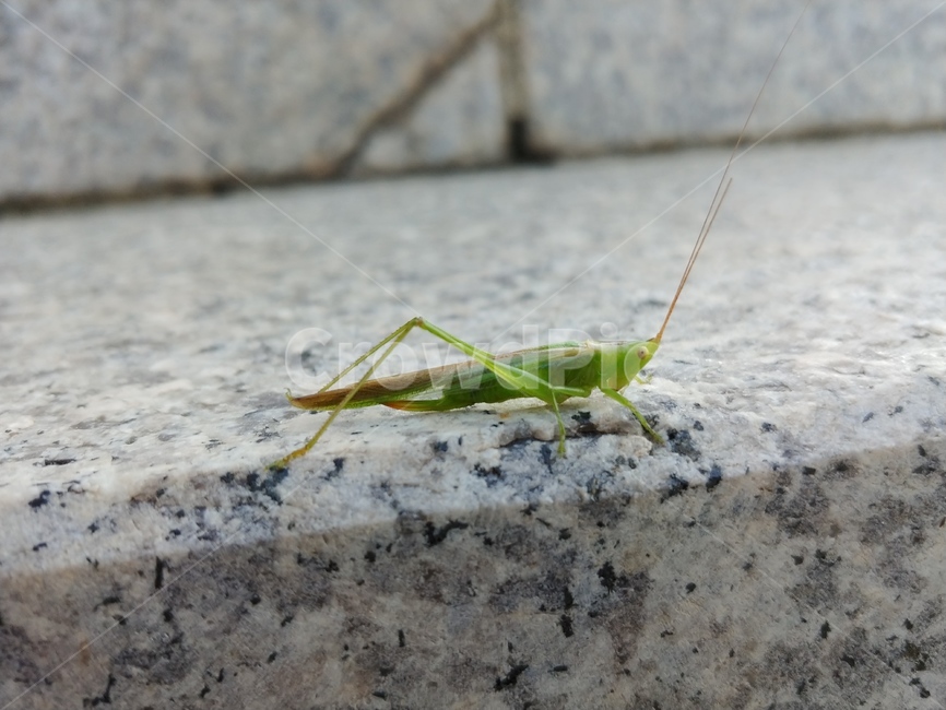 곤충,베짱이,출근길,계단,아침,동물,animal,곤충,벌레,insect,bug