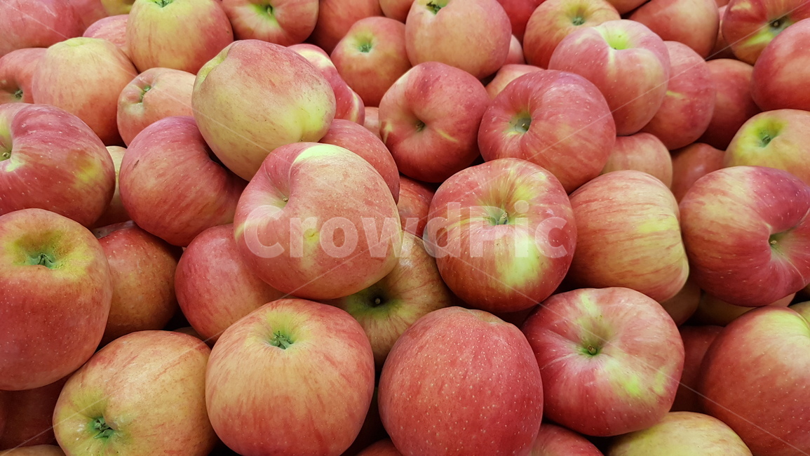 햇사과,가을사과,식품,fruit,과일,과일,열매,fruit