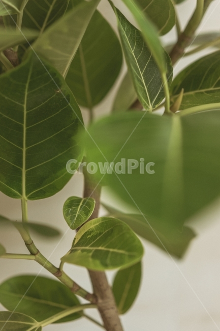 뱅갈고무나무,식물인테리어,공기정화,green,자연,나무,잎,식물,자연,plants,nature