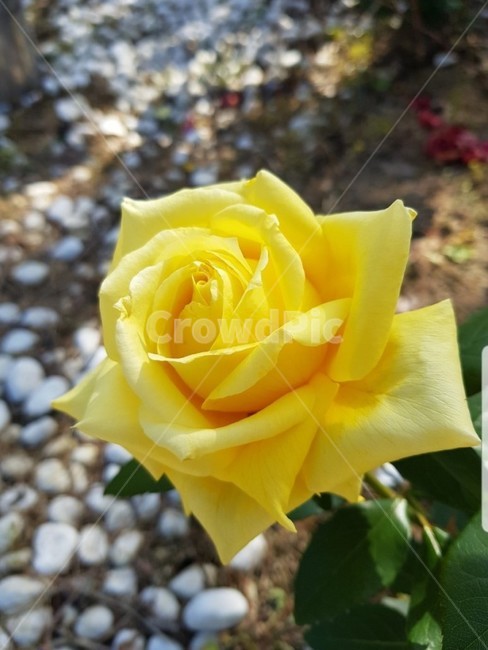꽃,flower,장미,노랑장미,노랑,노랑색,식물,식물,자연,plants,nature,꽃,flower