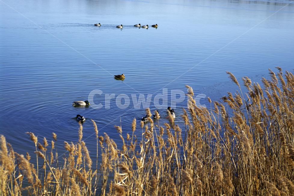 호수,새,갈대,식물,plant,겨울,풍경,겨울,계절,winter,season,자연,풍경,nature,landscape,동물,animal,조류,새,birds,grass,잔디,lawn
