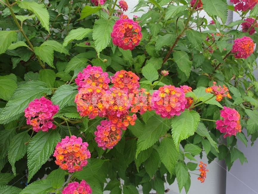 식물,blossom,plant,flower,꽃,수국