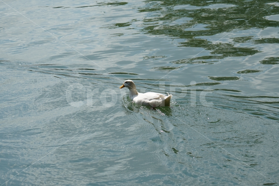 오리,백조,새,조류,동물,호수,강,자연,nature,bird,duck,lake,river,animal,헤엄,수영,swim,swan,스완,물,water,물결,감성,감성사진,스냅,스냅사진,snap,snapshot,풍경,landscape,고니,한국자연,korea,석촌호수,서울,seoul,코리아,동물,animal,조류,새,birds