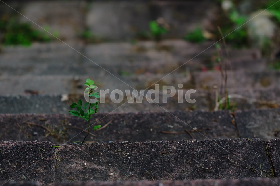 계단,잡초,정원,마당,생명력,식물,자연,plants,nature
