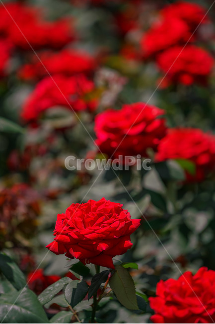 장미,5월의여왕,빨강,붉은장미,장미공원,대구,red,rose,roses,두류공원,이곡장미공원,꽃,봄,여름,식물,자연,plants,nature,꽃,flower