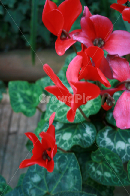 식물,flower,plants,nature,꽃,꽃봉오리,화원,식물,자연,plants,nature,꽃,flower