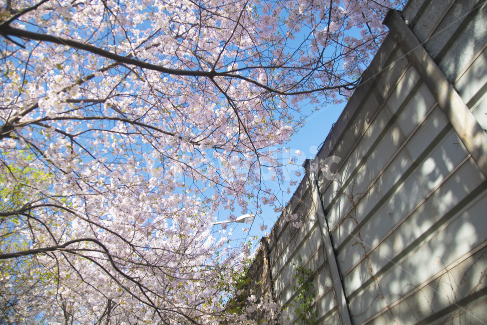 나무,벚꽃,하늘,계절,봄,봄,계절,spring,season,식물,자연,plants,nature,꽃,flower,plant,blossom