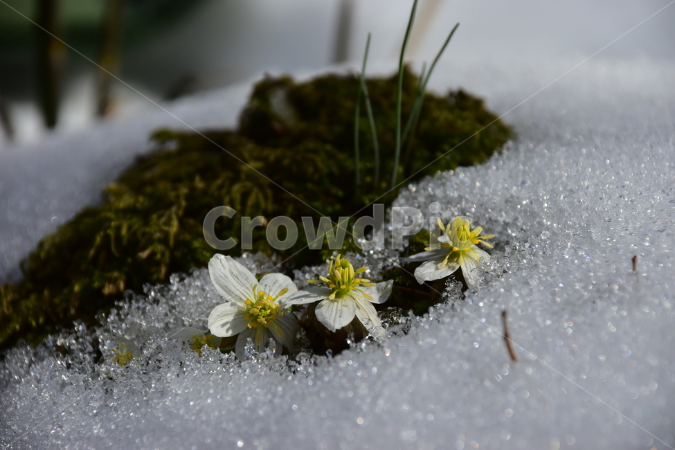 모데미풀,야생화,봄,눈,설중,꽃,풀꽃,자연,식물,식생,감성,힐링,plants,nature,spring,season,flower,emotion,feeling,흰색,초본,너도바람꽃속