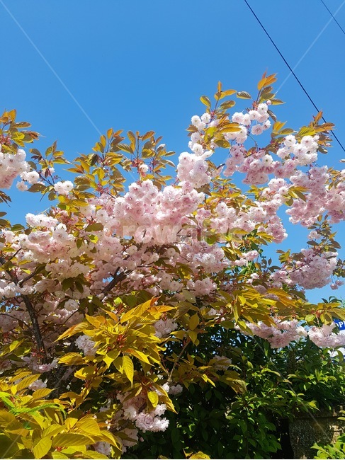 벚꽃,봄,blossom,꽃,flower