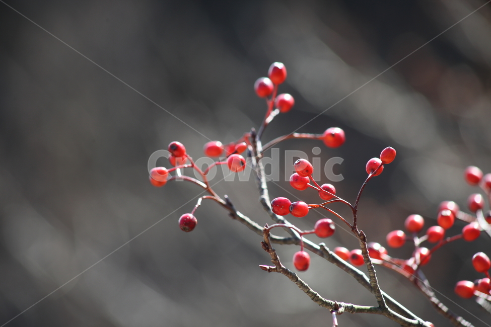 씨앗,종자,번식,식물,seed,식물,자연,plants,nature,과일,열매,fruit