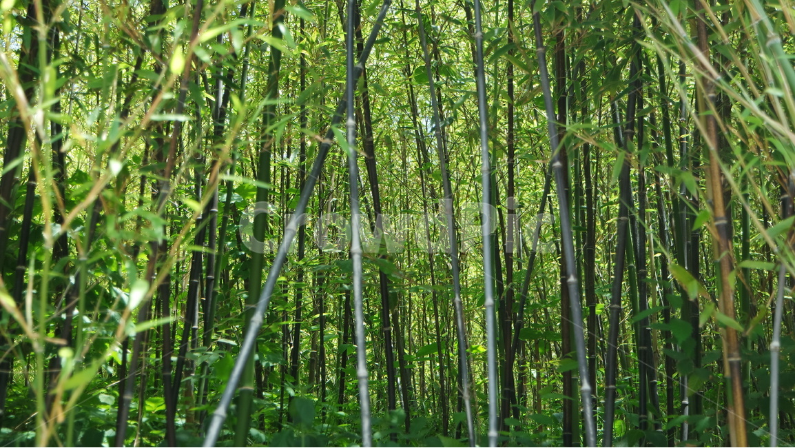 대나무,대나무숲,대나무사진,오죽,오죽헌,식물,자연,plants,nature