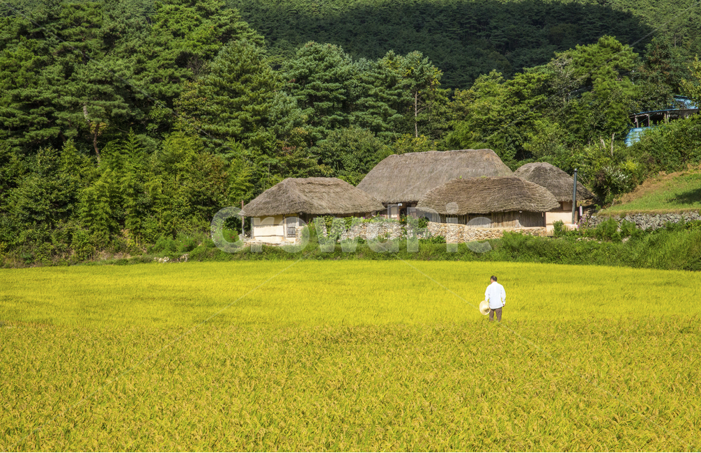 자연,풍경,집,한옥,초가집,민속문화재,제35호,참억새,새풀,샛집,왕골,민속,문화재,전라북도,하늘,구름,가을,푸른,푸른하늘,뭉게구름,산,시골,계절,들판,벼,오솔길,지붕,농촌,산촌,지리산,nature,landscape,house,hanok,thatchedhouse,folkculturalproperty,no35,pampasgrass,sacredgrass,homegarden,wanggol,folk,culturalproperty,jeollabukdo,sky,cloud,autumn,blue,bluesky,cloudycloud,mountain,countryside,seasonal,field,paddy,trail,roof,rural,mountainvillage,시골,마을,풍경,landscape,country,rural,town