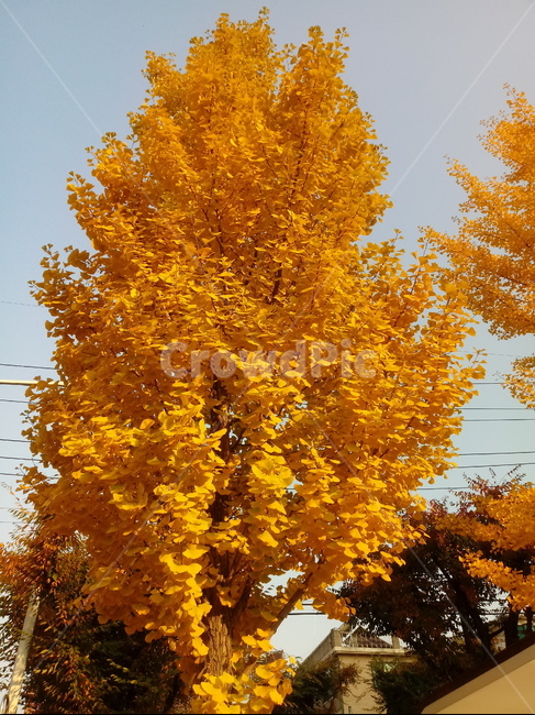 가을,단풍,낙엽,maple,plant,식물,단풍나무,단풍잎,leaf,잎,tree,나무,계절,fallautumnseason,가을단풍,자연,풍경,경치,가을,계절,fall,autumn,season,식물,자연,plants,nature,나무,trees,wood