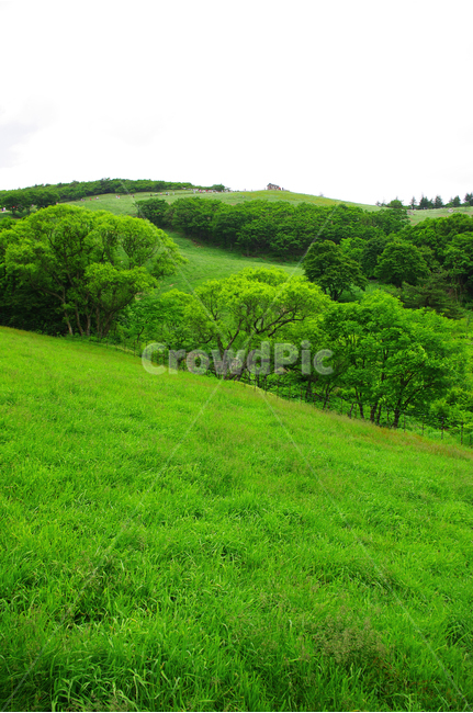 초원,목장,하늘,구름,풍경,풍광,자연,nature,landscape,자연,풍경,nature,landscape,outdoors,옥외,field,들,grassland,목초지
