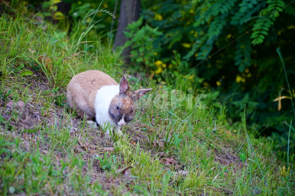 토끼,동물,자연,포유류,잔디,풀,nature,animal,rabbit,산토끼,식물