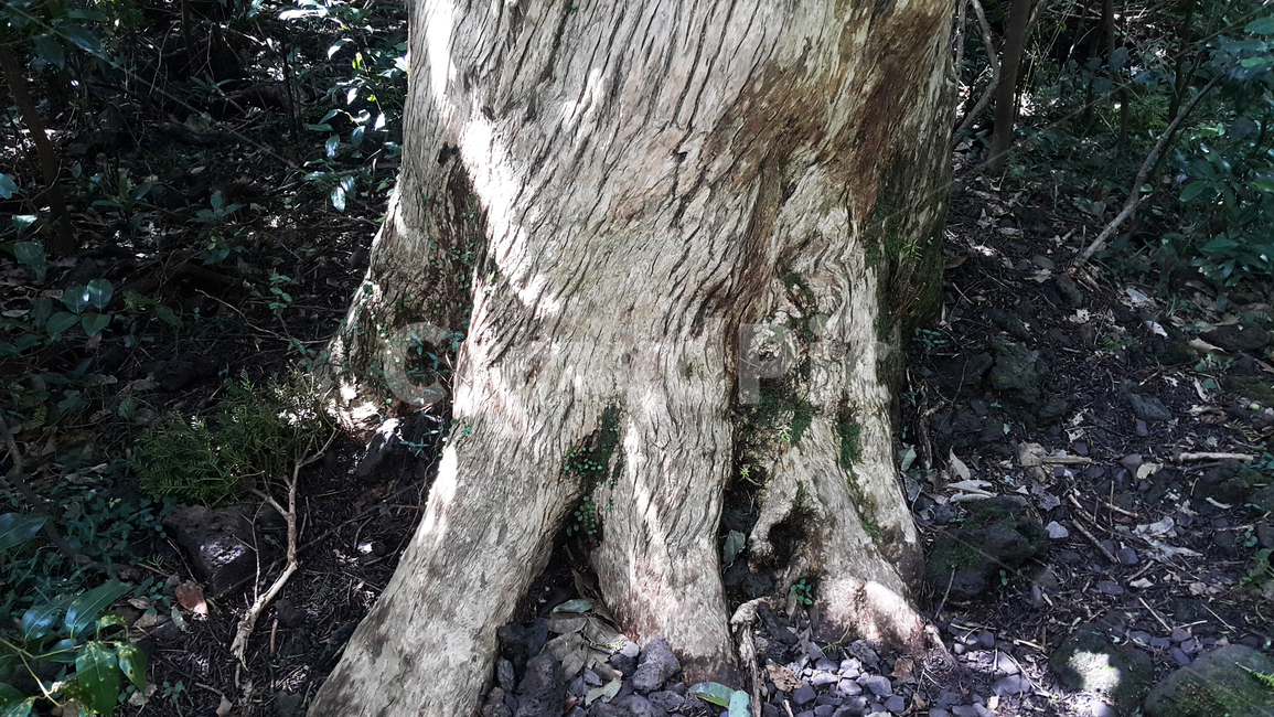 나무,뿌리,고목,자연,숲,식물,자연,plants,nature,나무,trees,wood