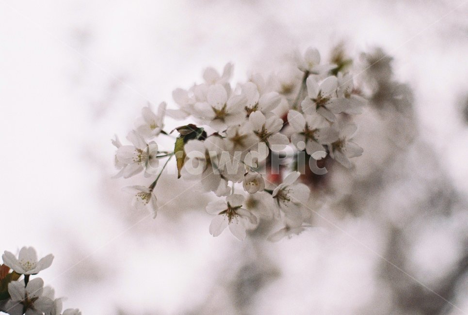 사쿠라,필름사진,벚꽃,꽃,봄꽃,흰벚꽃,봄,계절,spring,season,식물,자연,plants,nature,꽃,flower,plant,blossom