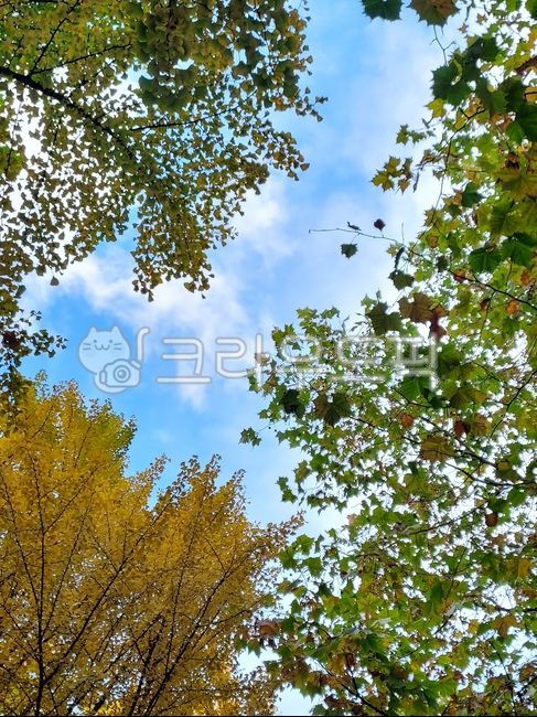 세그루,나무,하늘,푸른하늘,구름,나무들,tree,cloud,sky,푸른나무,plant,식물