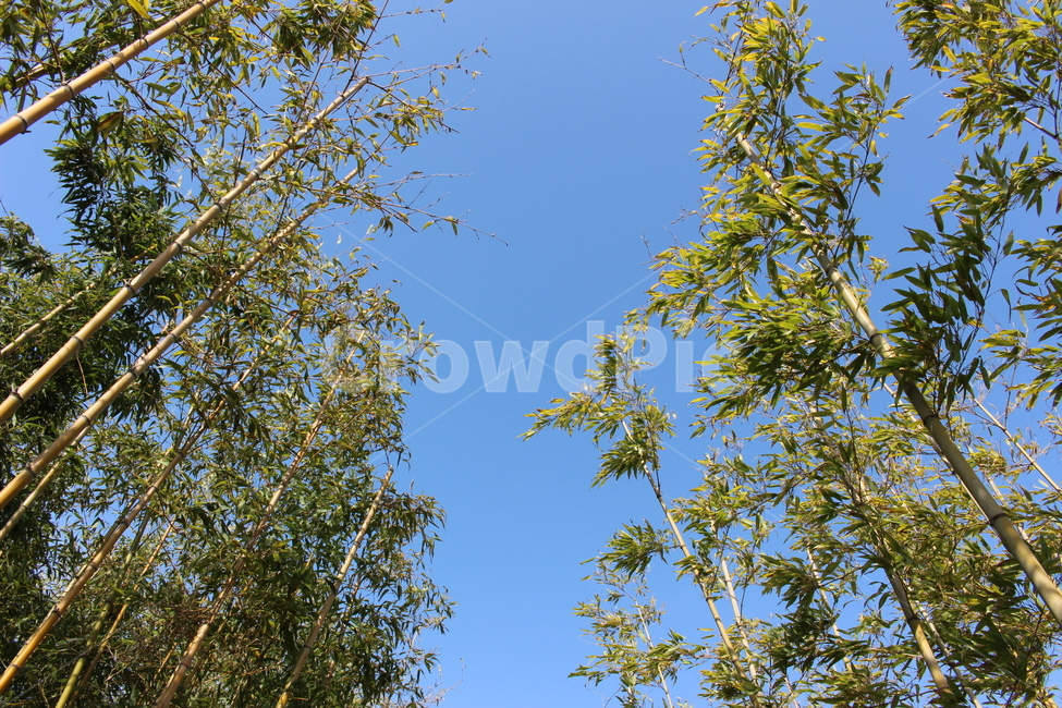대나무,하늘,배경,집중,나무,식물,풍경,자연,풍경,nature,landscape,tree,plant