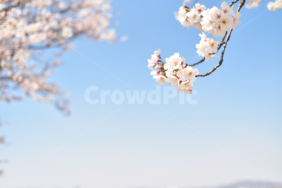 벚꽃,봄,꽃,산책,하늘,화창함,솜사탕,야외,공원,나들이,풍경,봄,계절,spring,season,plant,식물,blossom,flower