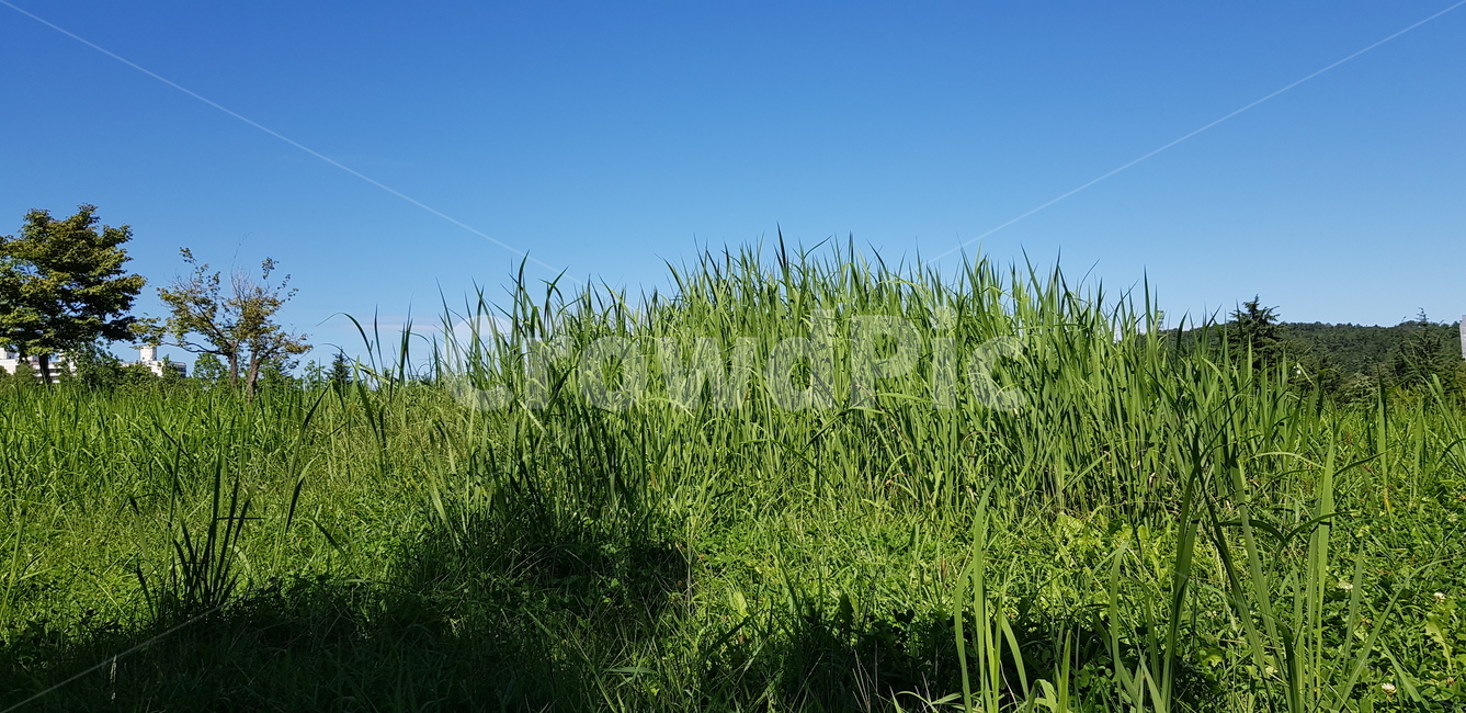 plant,식물,grass,잔디,하늘,식물,자연,plants,nature
