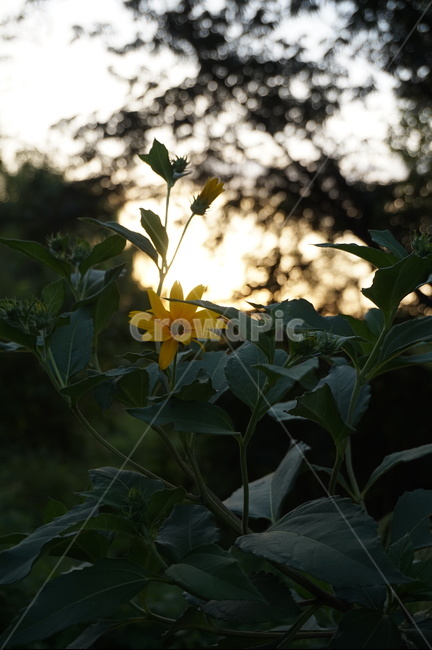 꽃,노란색,식물,자연,flower,yellow,green,nature,식물,자연,plants,nature,꽃,flower