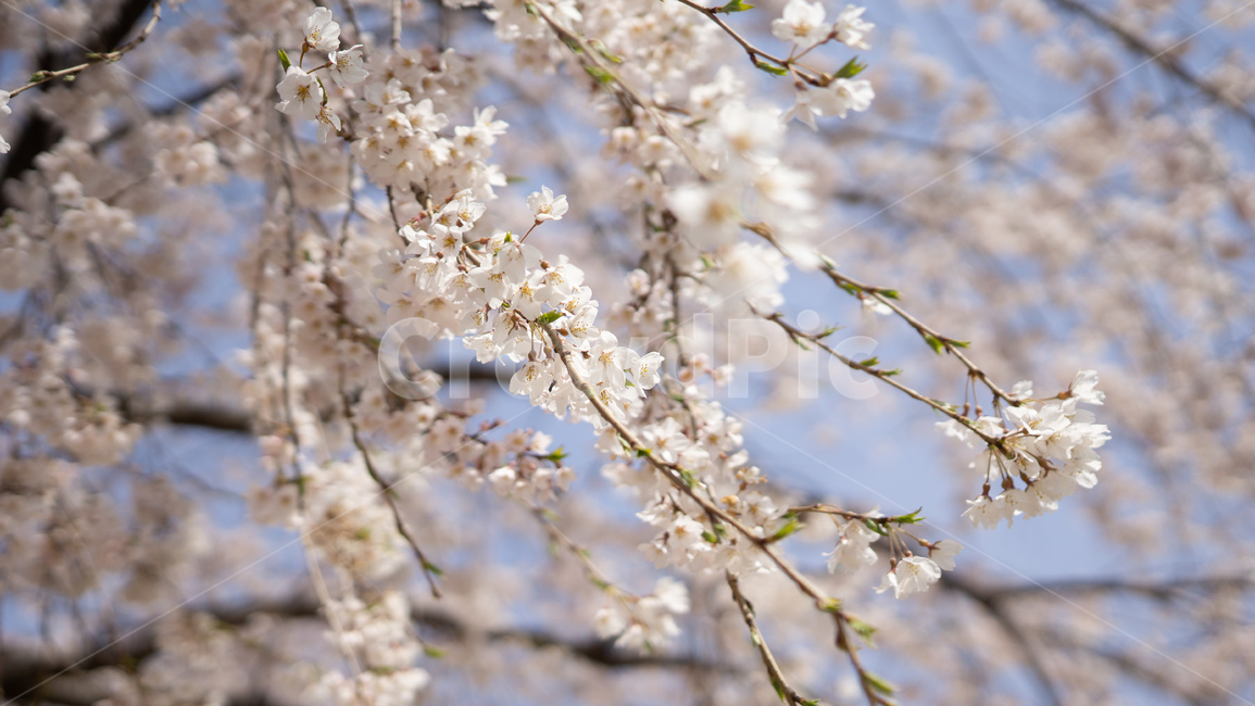 봄,벚꽃,하늘,분홍,cherryblossom,봄,계절,spring,season,plant,식물,blossom,꽃,flower