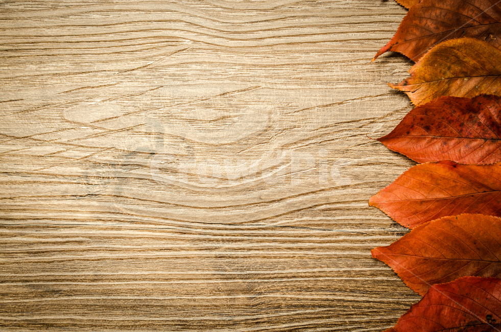 border,nature,concept,deck,tree,leaf,fallen leaves,background,design,season,autumn,floor,table,board,Maple,frame