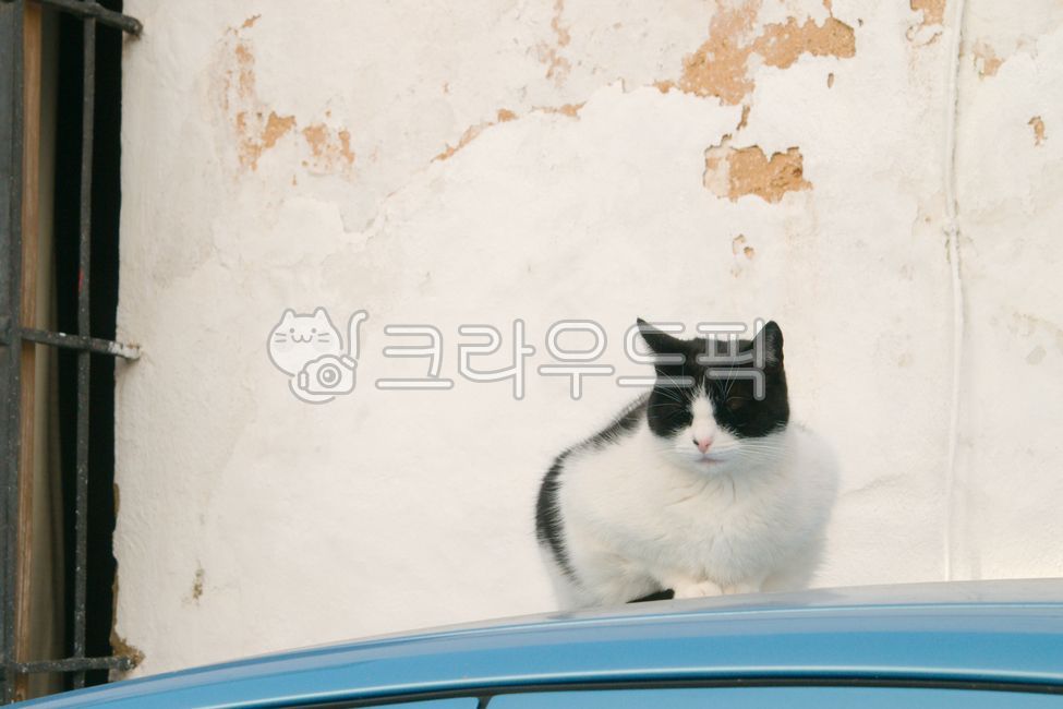 automobile,bread,stray cat,cat,sitting,spotted