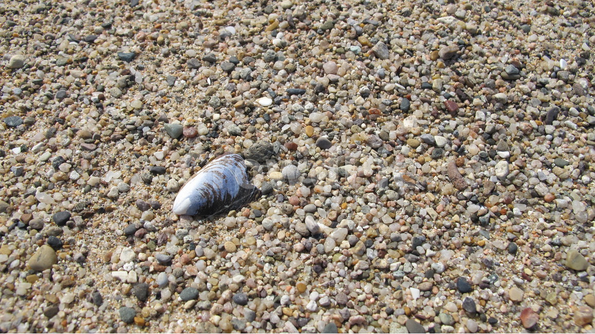 모래,sand,조개,clam,자연,nature,배경화면,wallpaper,자갈,gravel,해변,바다,beach,sea