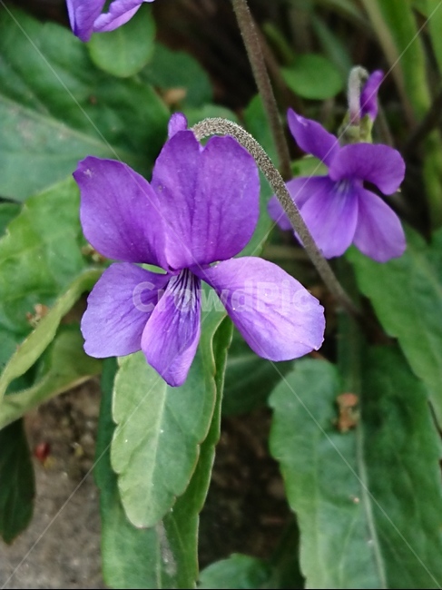 blossom,꽃,flower,plant,식물,iris,식물,자연,plants,nature,꽃,flower