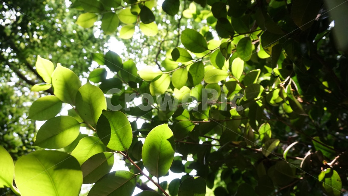힐링,초록,여유,숲,여행,푸른,나무,풀내음,식물,자연,plants,nature