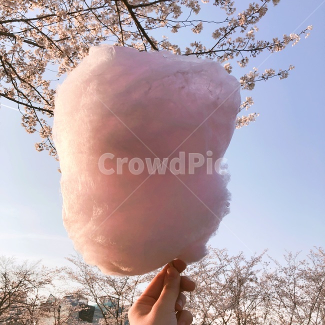 솜사탕,벚꽃,분홍색,봄,하늘,분홍색솜사탕