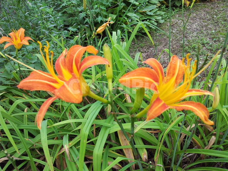 꽃,하늘,plant,식물,flower,화분,백합