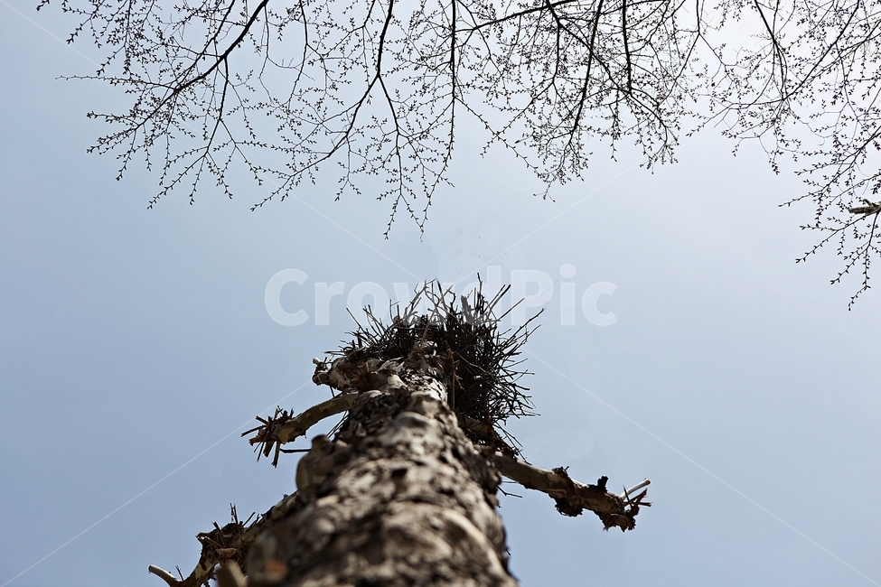 새집,나무,하늘,풍경,배경,자연,자연,풍경,nature,landscape,나무,trees,wood,tree,plant,식물,tree trunk,나무 줄기
