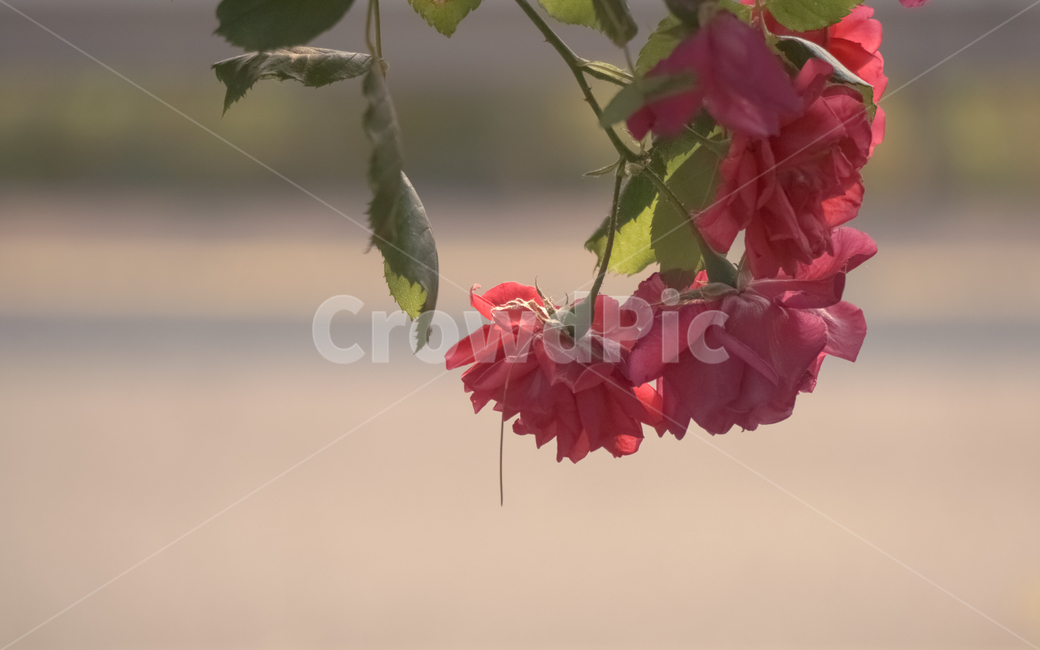장미,꽃,장미꽃,풍경,식물,자연,빨강,빨간색,식물,자연,plants,nature,꽃,flower