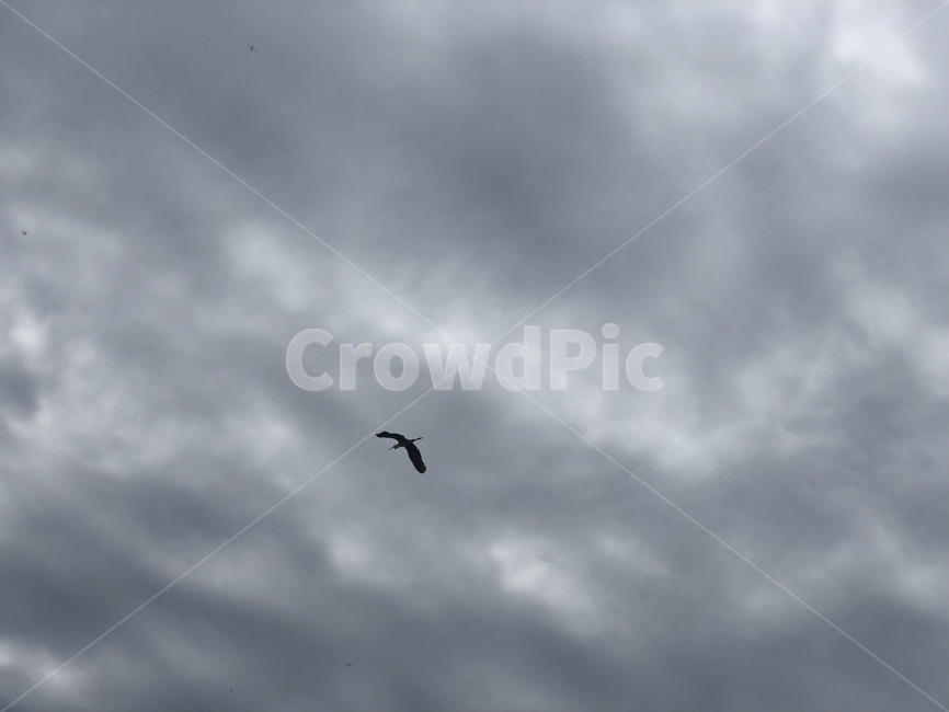 bird,새,flying,갈매기,먹구름