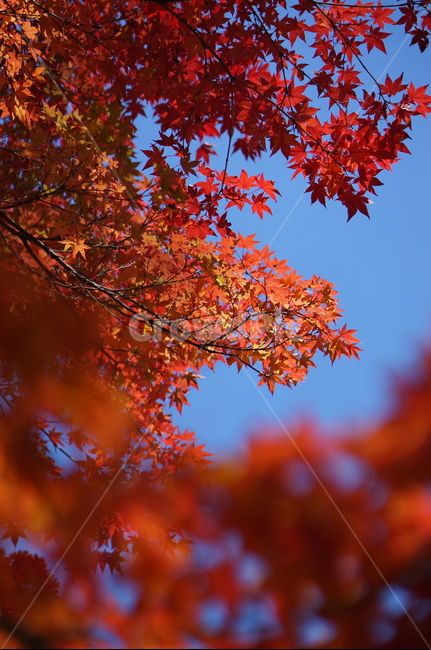 단풍,빨강,가을,풍경,하늘,leaf,잎,plant,식물,tree,나무,maple