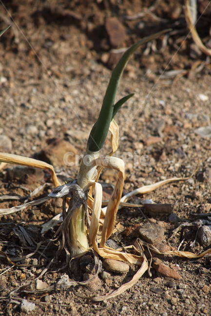 파,채소,초본식물,springonion,alliumfistulosum,식물,자연,plants,nature,산업,industry,industrial,농업,농사,agriculture,farming,farming industry