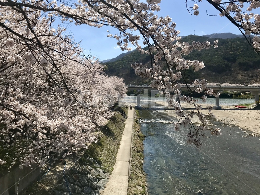 벚꽃,시골,경치,다리,봄,cherryblossoms,강가,봄,계절,spring,season,plant,식물,blossom,꽃,flower,cherry blossom
