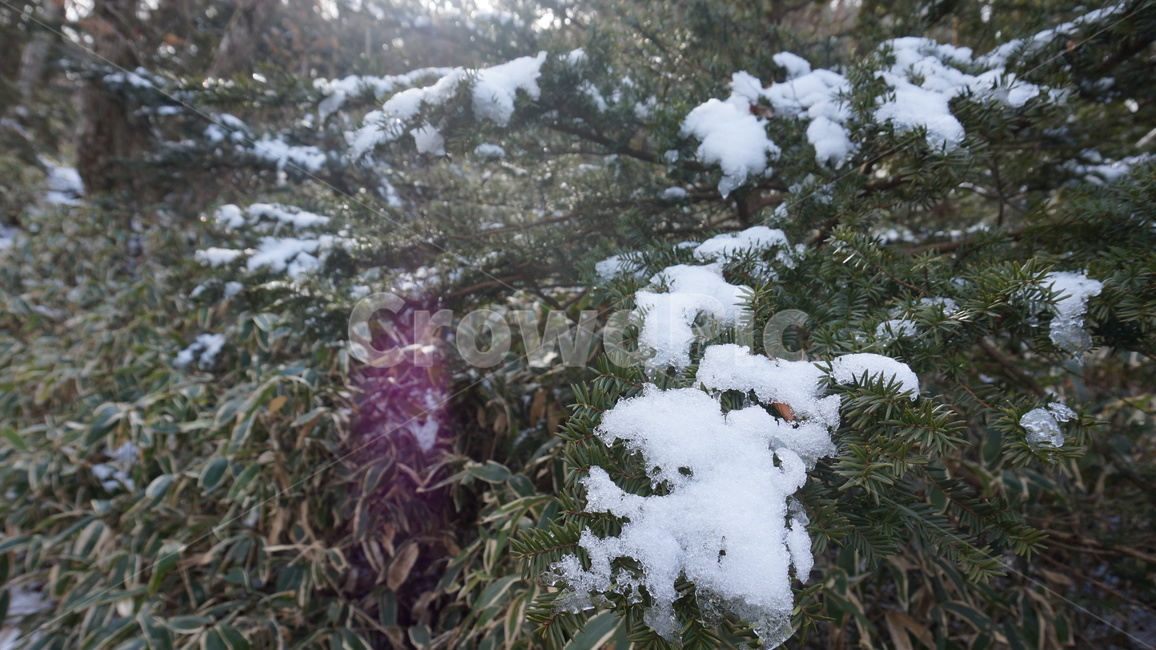나무,tree,식물,plant,wood,snow,겨울,계절,눈꽃,풀,자연,nature,겨울,계절,winter,season