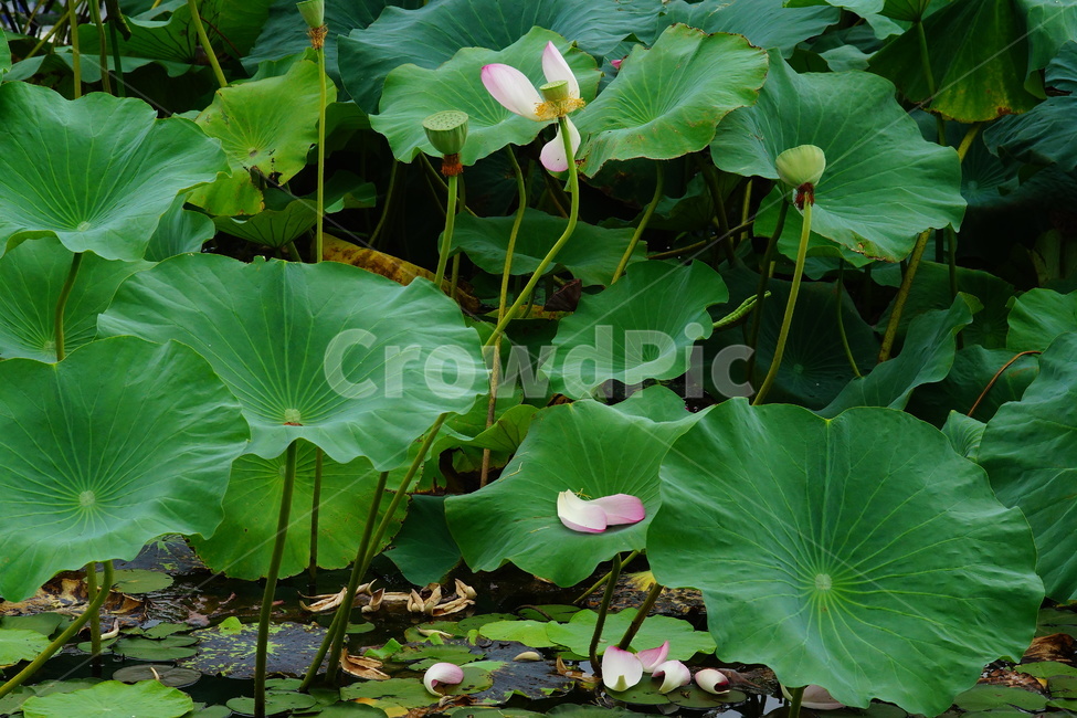 flower,plant,식물,blossom,pondlily,연꽃,연못백합,lily