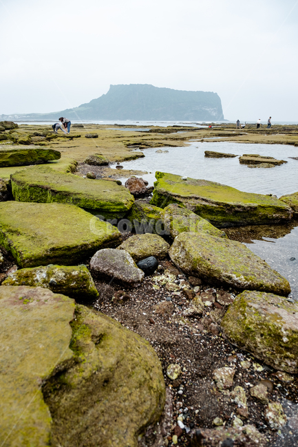 자연,제주,제주도,nature,섬,jeju,풍경,아름다운풍경,광치기해변,성산일출봉,물,이끼,돌,흐린날