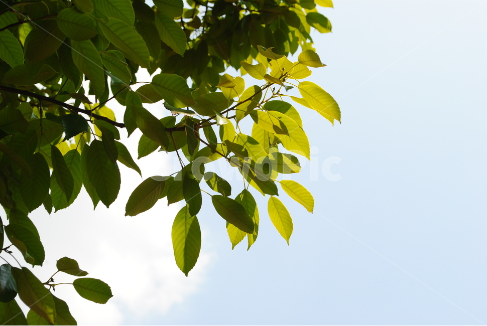 자연,초록,하늘,나무,잎,종가시나무,푸른,나뭇잎,식물,자연,plants,nature